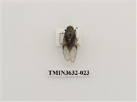 藏品(黑翅草蟬)的圖片